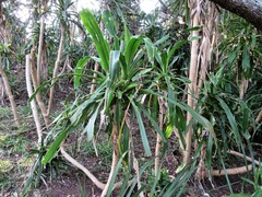 Dracaena aletriformis