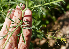 Descurainia adenophora