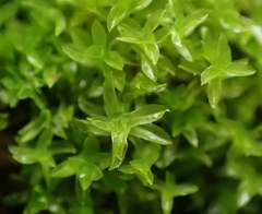 Leptodontium flexifolium