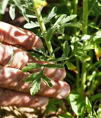 Descurainia adenophora