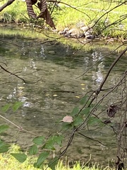 Salmo trutta