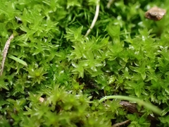 Leptodontium flexifolium