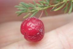 Asparagus rubicundus