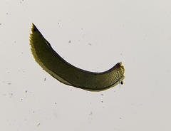 Leptodontium flexifolium