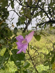 Bignonia callistegioides