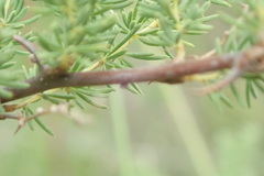 Asparagus rubicundus