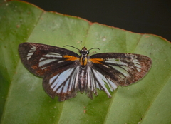 Cabirus procas