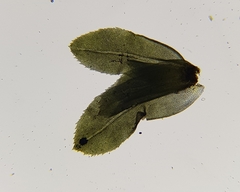 Leptodontium flexifolium