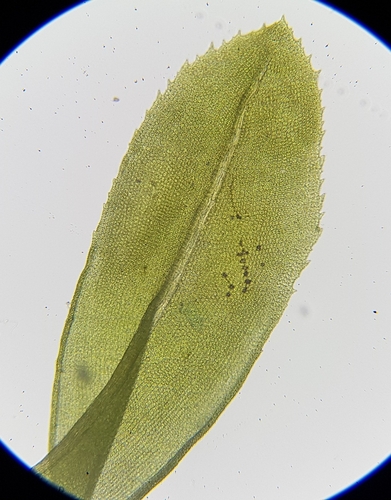 Image of Bent-Leaved Beard-Moss (Leptodontium flexifolium) by (c) Helen Waterman, some rights reserved (CC BY)