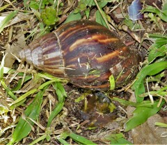 Lissachatina immaculata
