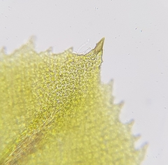Leptodontium flexifolium