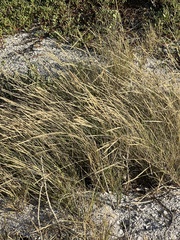 Sporobolus virginicus