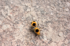 Dasymutilla cressoni