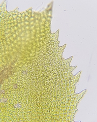 Leptodontium flexifolium