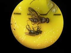 Opomyzidae