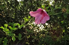 Hibiscus pedunculatus