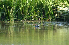 Gallinula chloropus meridionalis