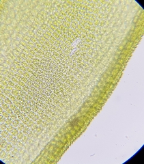 Leptodontium flexifolium
