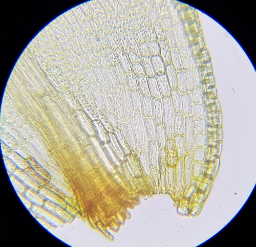 Image of Bent-Leaved Beard-Moss (Leptodontium flexifolium) by (c) Helen Waterman, some rights reserved (CC BY)