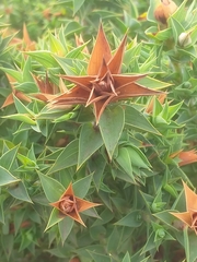 Aspalathus cordata
