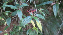 Viburnum urceolatum