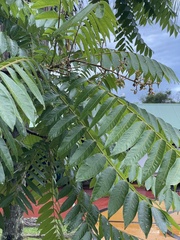 Cedrela fissilis