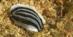 Phyllidiopsis xishaensis