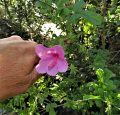 Hibiscus pedunculatus