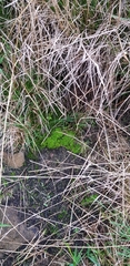 Leptodontium flexifolium