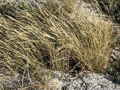 Sporobolus virginicus