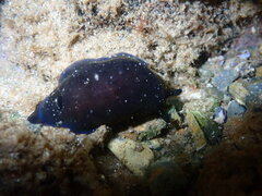 Dendrodoris nigra