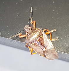 Pinthaeus sanguinipes