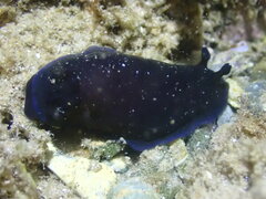 Dendrodoris nigra