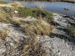 Sporobolus virginicus