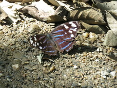 Myscelia ethusa ethusa