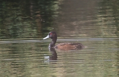 Netta erythrophthalma