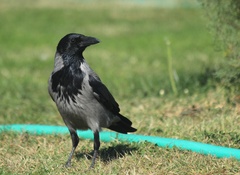 Corvus cornix