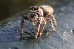 Macaroeris nidicolens