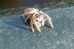 Macaroeris nidicolens