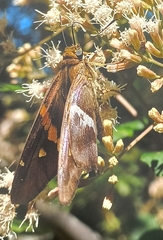 Aguna asander asander