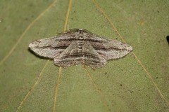 Menophra harterti