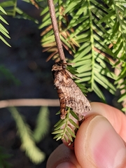 Paectes abrostoloides