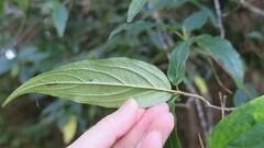 Viburnum urceolatum