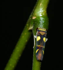 Dilobopterus exaltatus