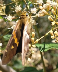 Aguna asander asander