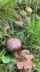 Chroogomphus vinicolor