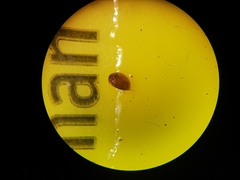 Corylophidae