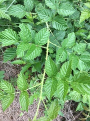 Rubus cuneifolius