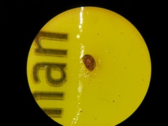 Corylophidae