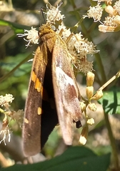 Aguna asander asander